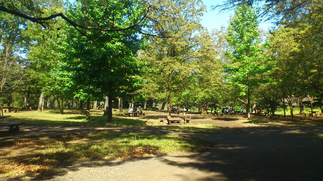 武蔵野公園の樹木